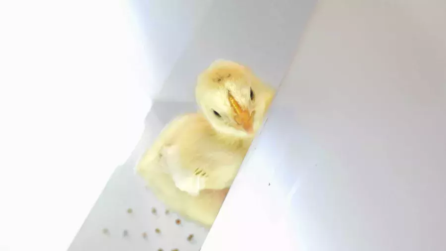 Pulcino